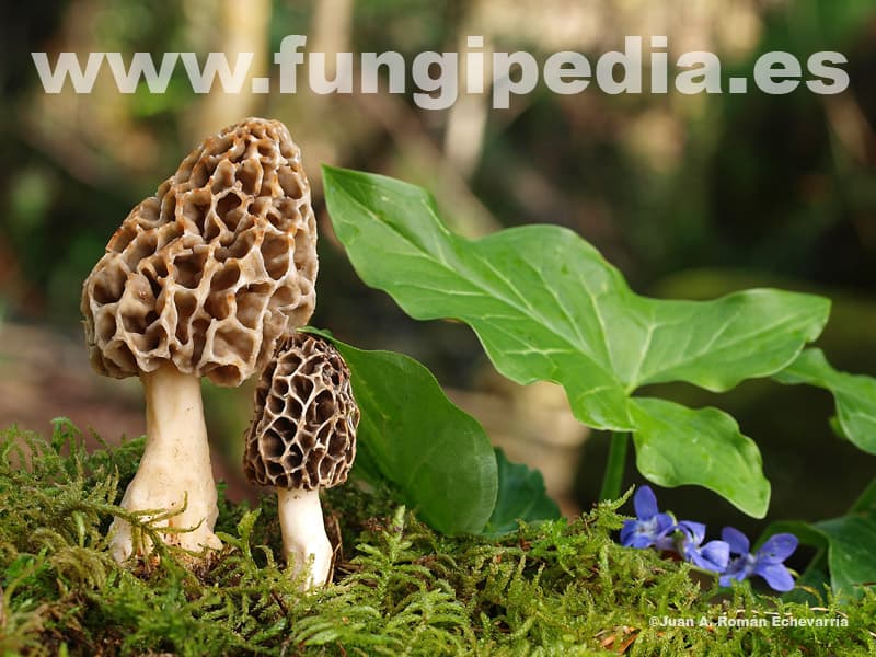 Morchella esculenta 1