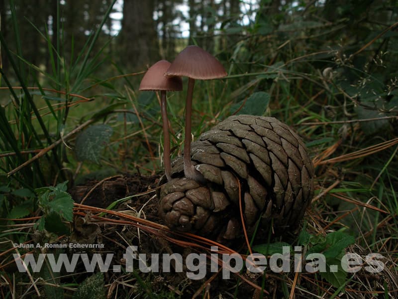 Mycena seynii 1