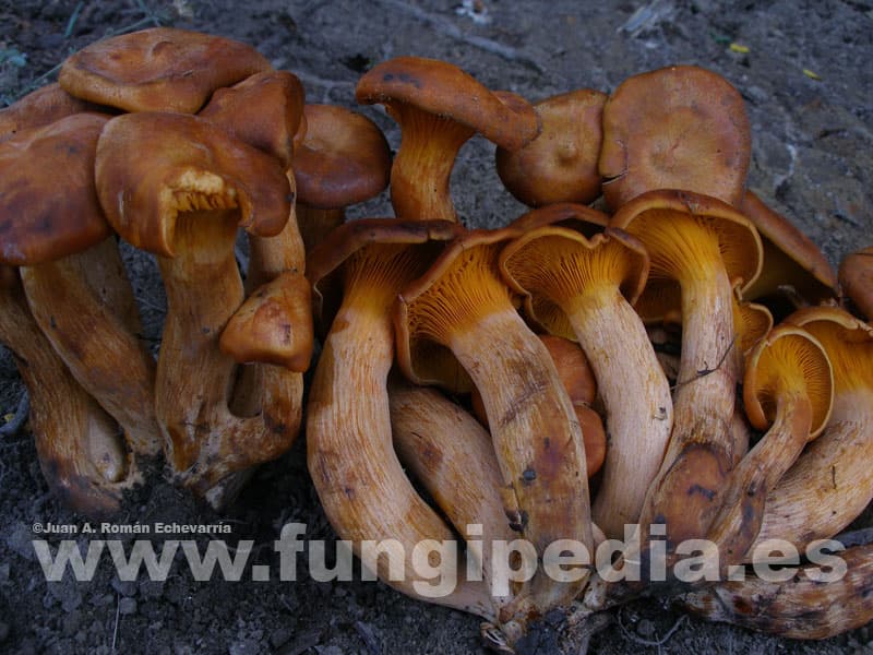 Omphalotus olearius 1