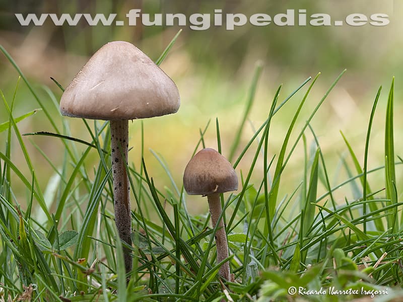 Panaeolus fimicola 1