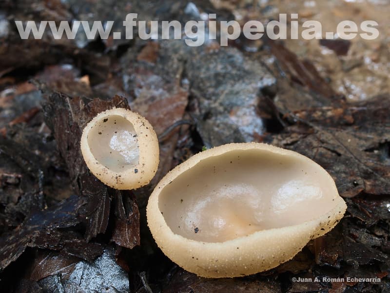 Peziza arvernensis 1