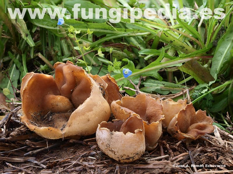 Peziza vesiculosa 1