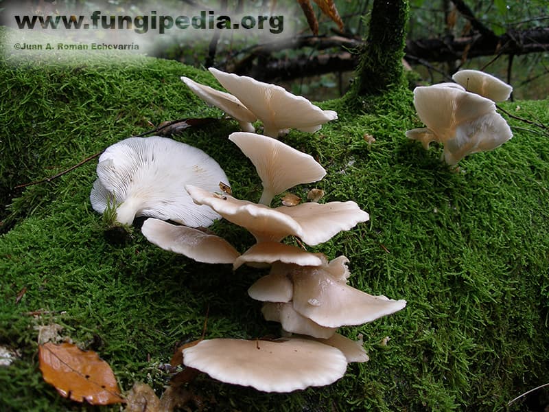 Pleurotus ostreatus 1