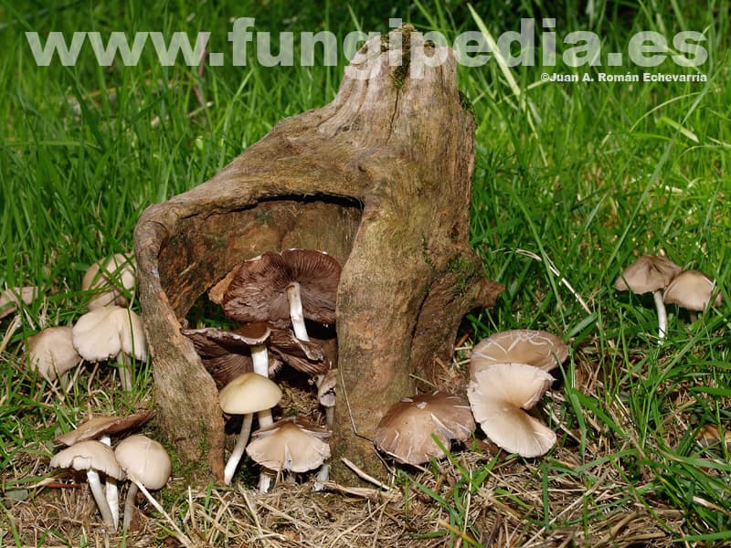 Psathyrella candolleana 1