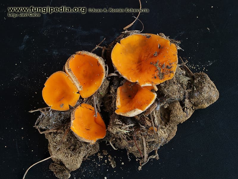 Pseudaleuria fibrillosa