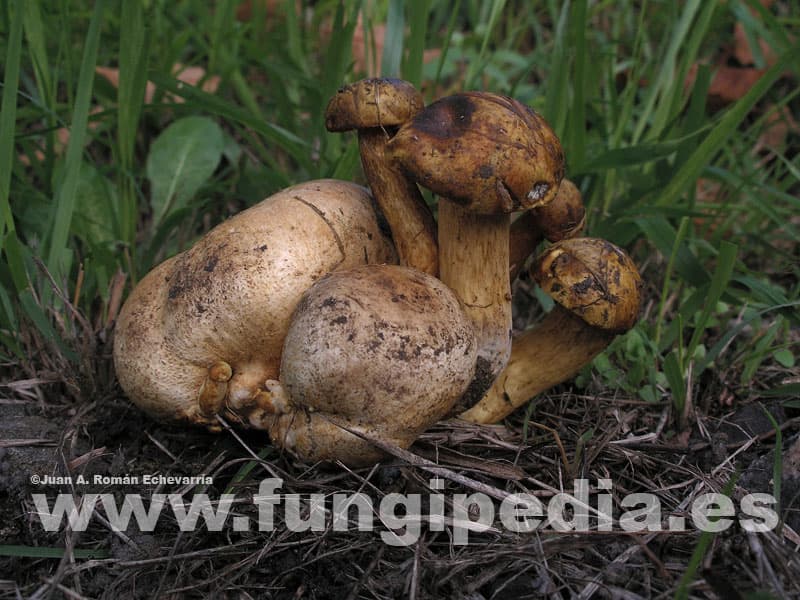 Pseudoboletus parasiticus 1