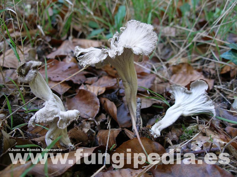 Pseudocraterellus undulatus 1