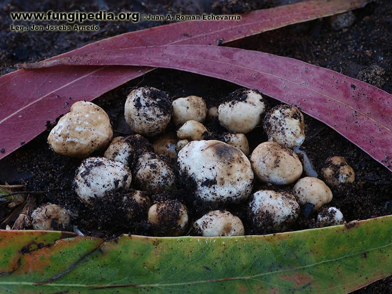 Reddellomyces donkii