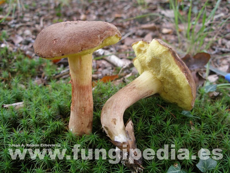 Rheubarbariboletus armeniacus 1