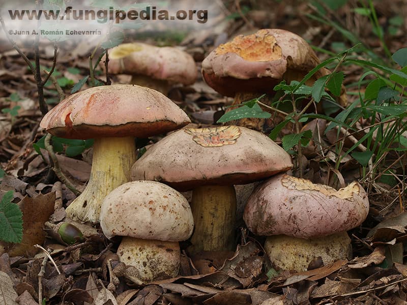 Rubroboletus lupinus 1