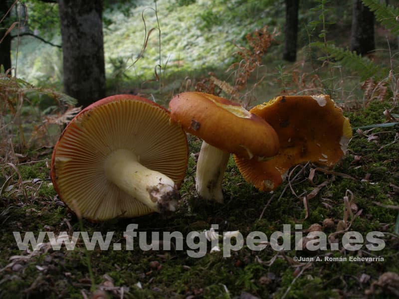 Russula aurea 1
