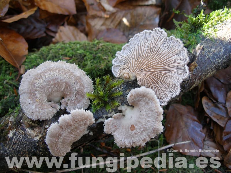 Schizophyllum commune 1