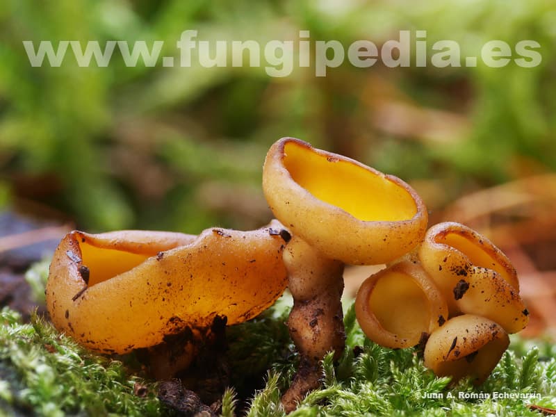 Sowerbyella imperialis 1