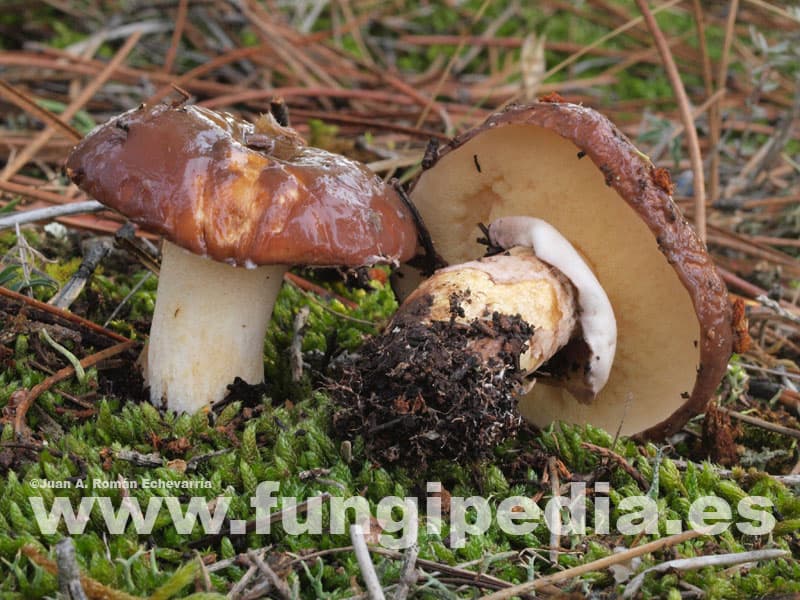 Suillus luteus 1