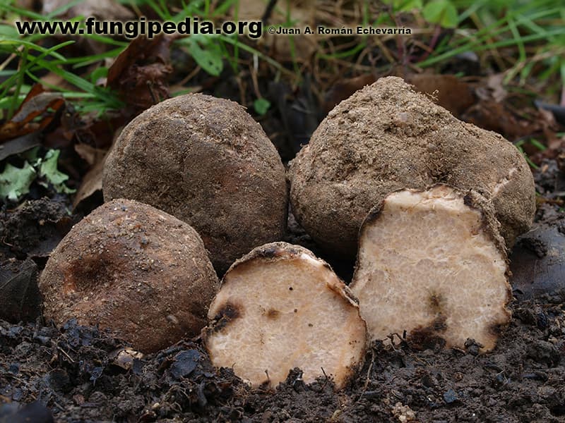 Terfezia arenaria
