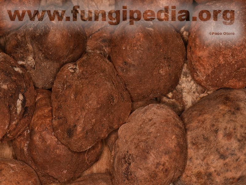 Terfezia claveryi 1