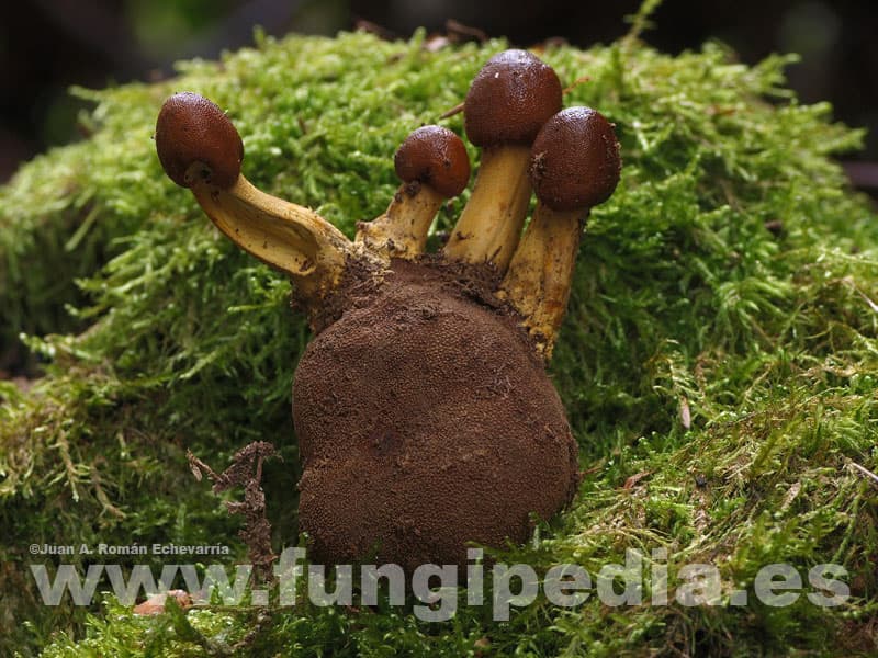 Tolypocladium capitatum 1