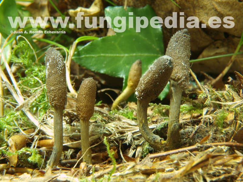 Tolypocladium ophioglossoides 1