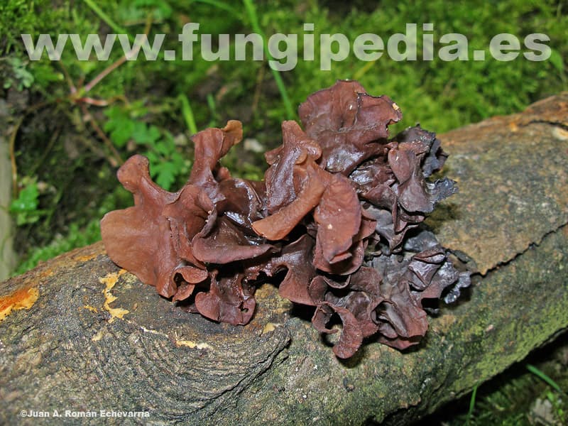 Tremella foliacea 1