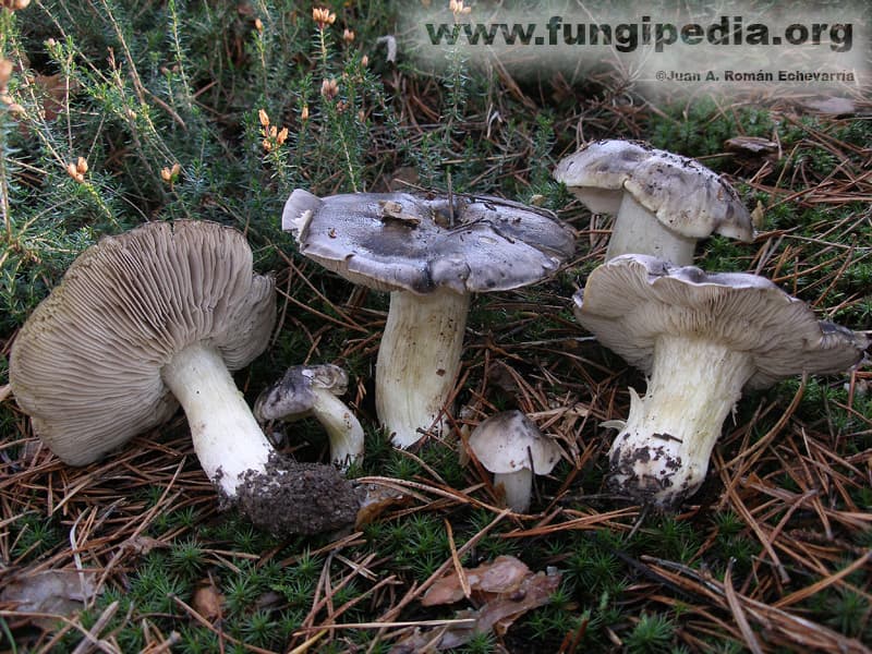 Tricholoma portentosum 1