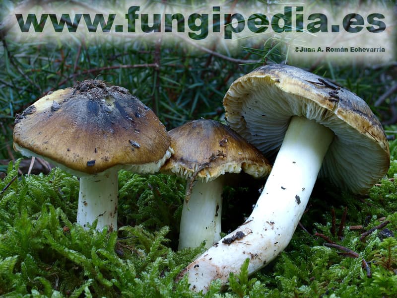 Tricholoma sejunctum 1