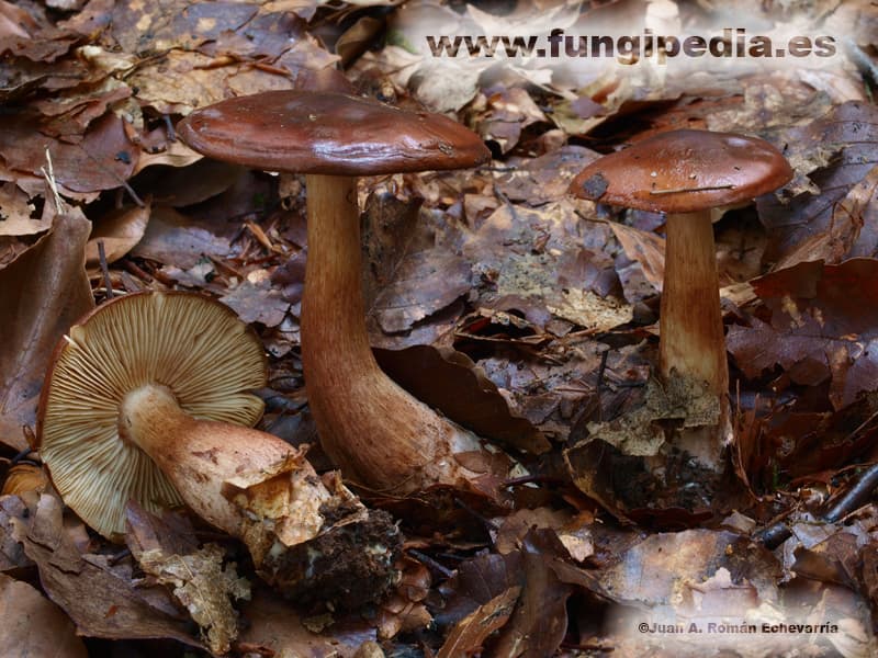 Tricholoma ustale 1