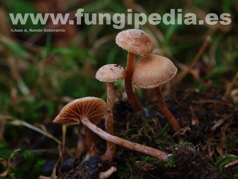 Tubaria conspersa 1
