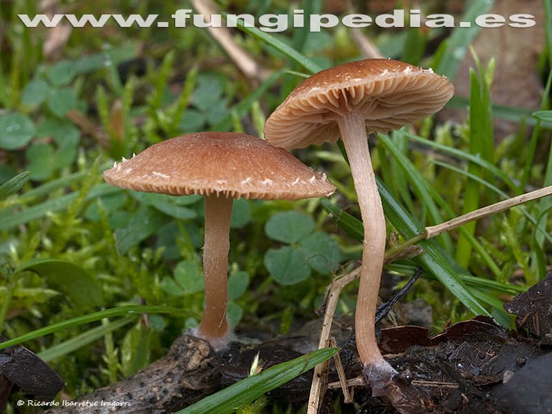 Tubaria furfuracea 1