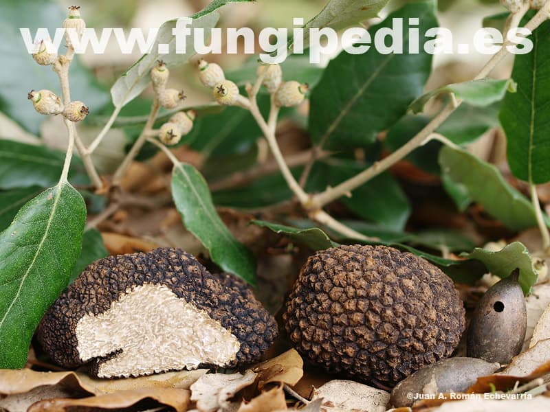 Tuber aestivum 1