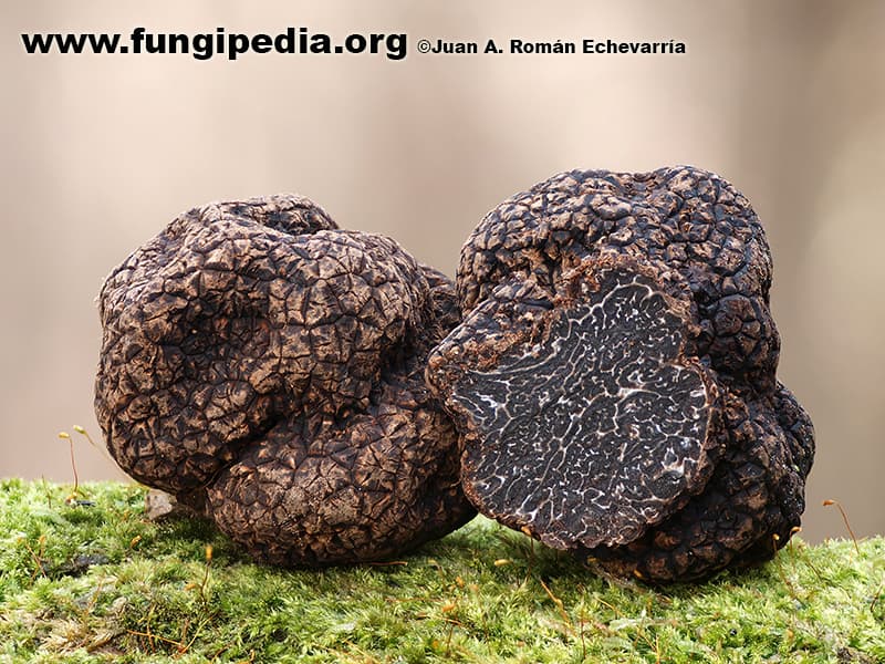 Tuber indicum