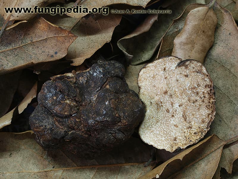 Tuber melosporum