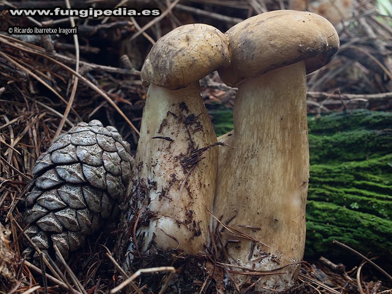 Tylopilus felleus 1