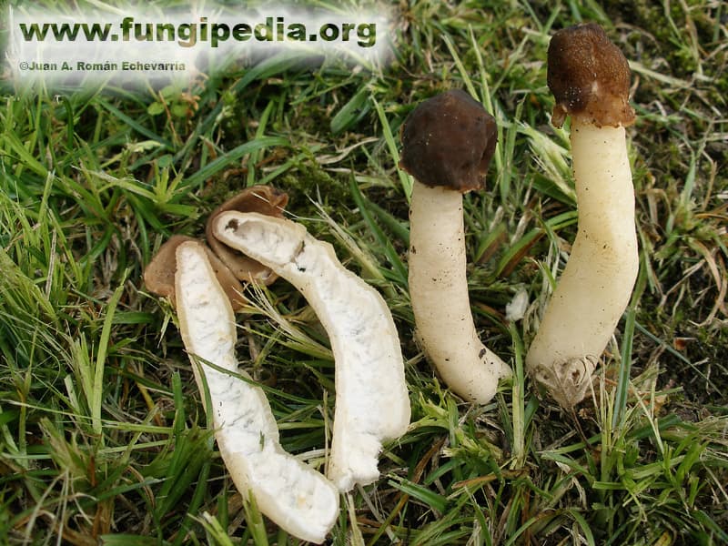 Verpa digitaliformis 1