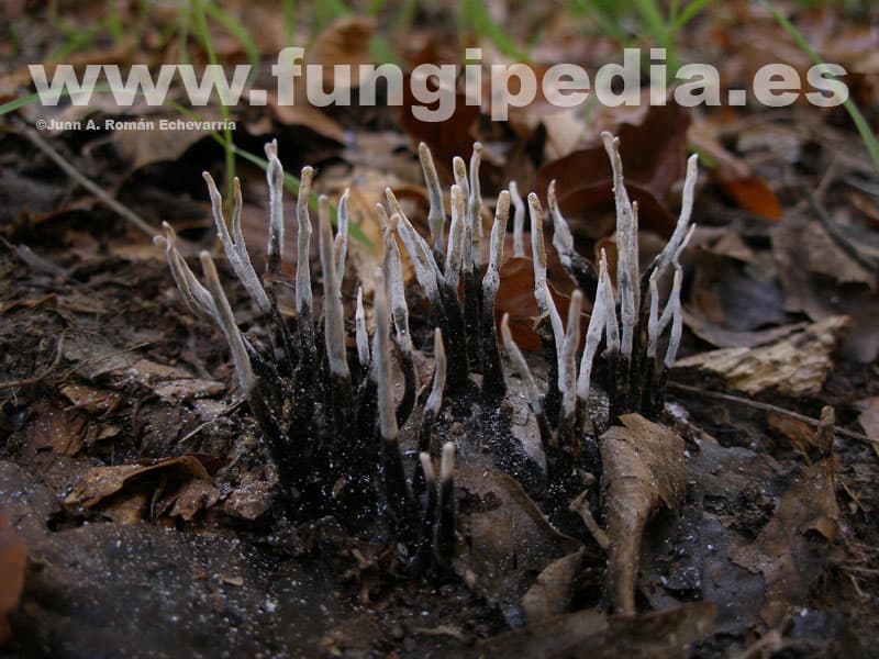 Xylaria hypoxylon 1