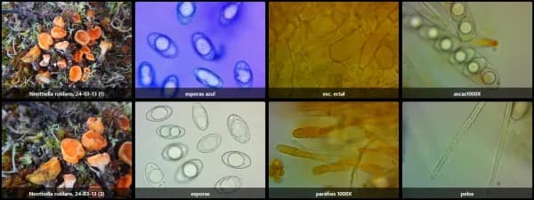 Neottiella rutilans