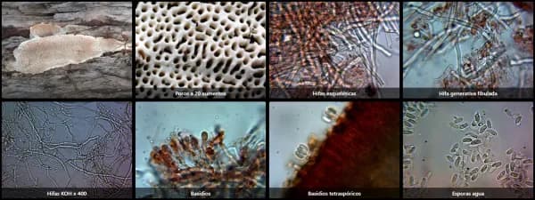 Antrodia macra