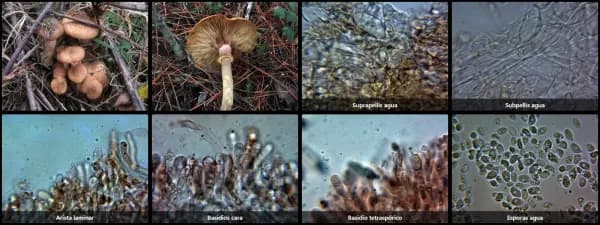 Armillaria ostoyae