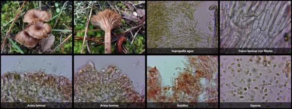 Arrhenia rustica