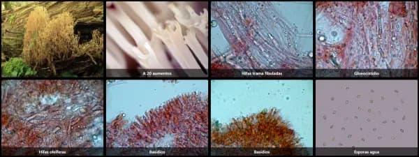 Artomyces pyxidatus