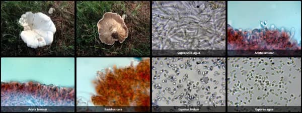 Aspropaxillus candidus