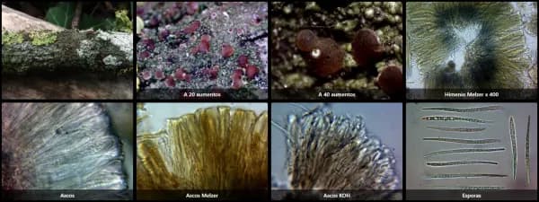 Bacidia rubella