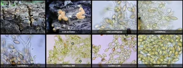 Botryobasidium aureum