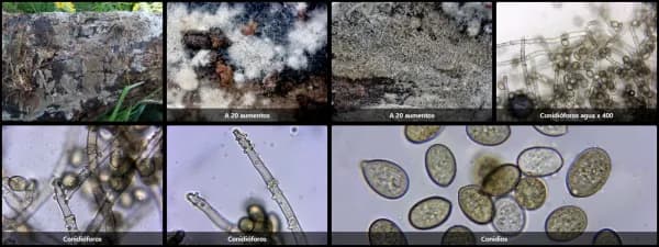 Botryobasidium conspersum