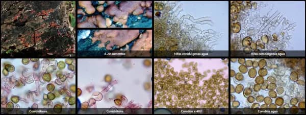 Botryobasidium simile