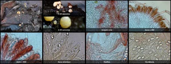 Boubovia ovalispora