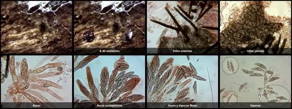 Capronia fusispora