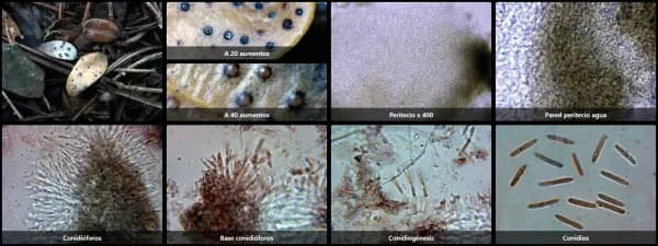 Ceuthospora buxi