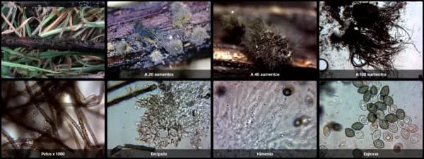 Chaetomium globosum