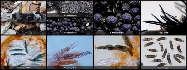 Chaetosphaerella phaeostroma
