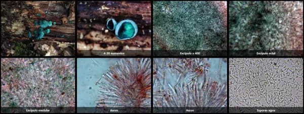 Chlorociboria aeruginascens